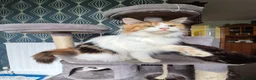 Maine Coon cats for sale: Tica Registered Kittens - Advert 2