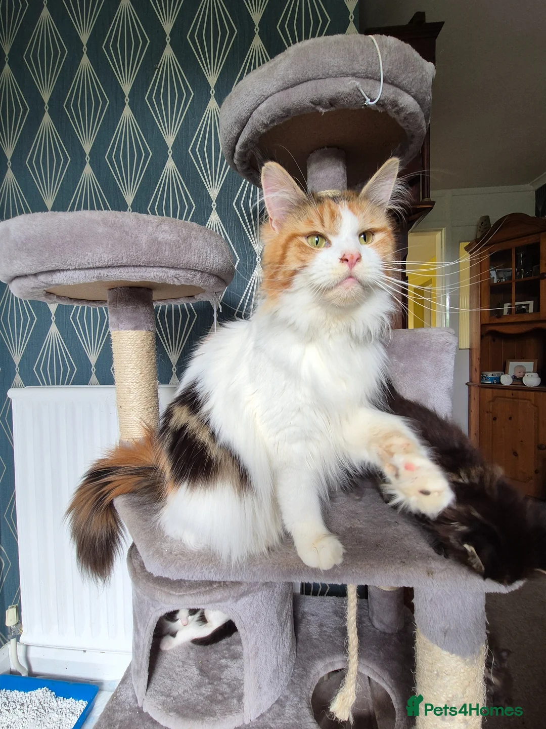 Maine Coon cats for sale: Tica Registered Kittens - Advert 2
