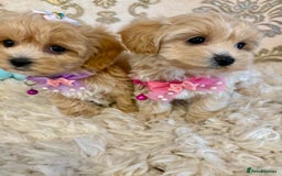 Maltipoo dogs for sale: ADORABLE F1 MALTIPOO PUPPIES DNA TESTED  - Image 12