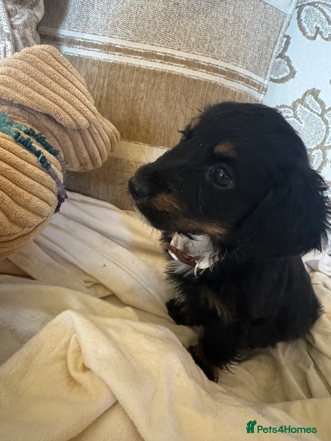 Miniature Dachshund dogs for sale: Miniature dachshunds - Advert 16