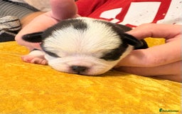 Jug dogs for sale: Amazing Jug Puppies - Image 5
