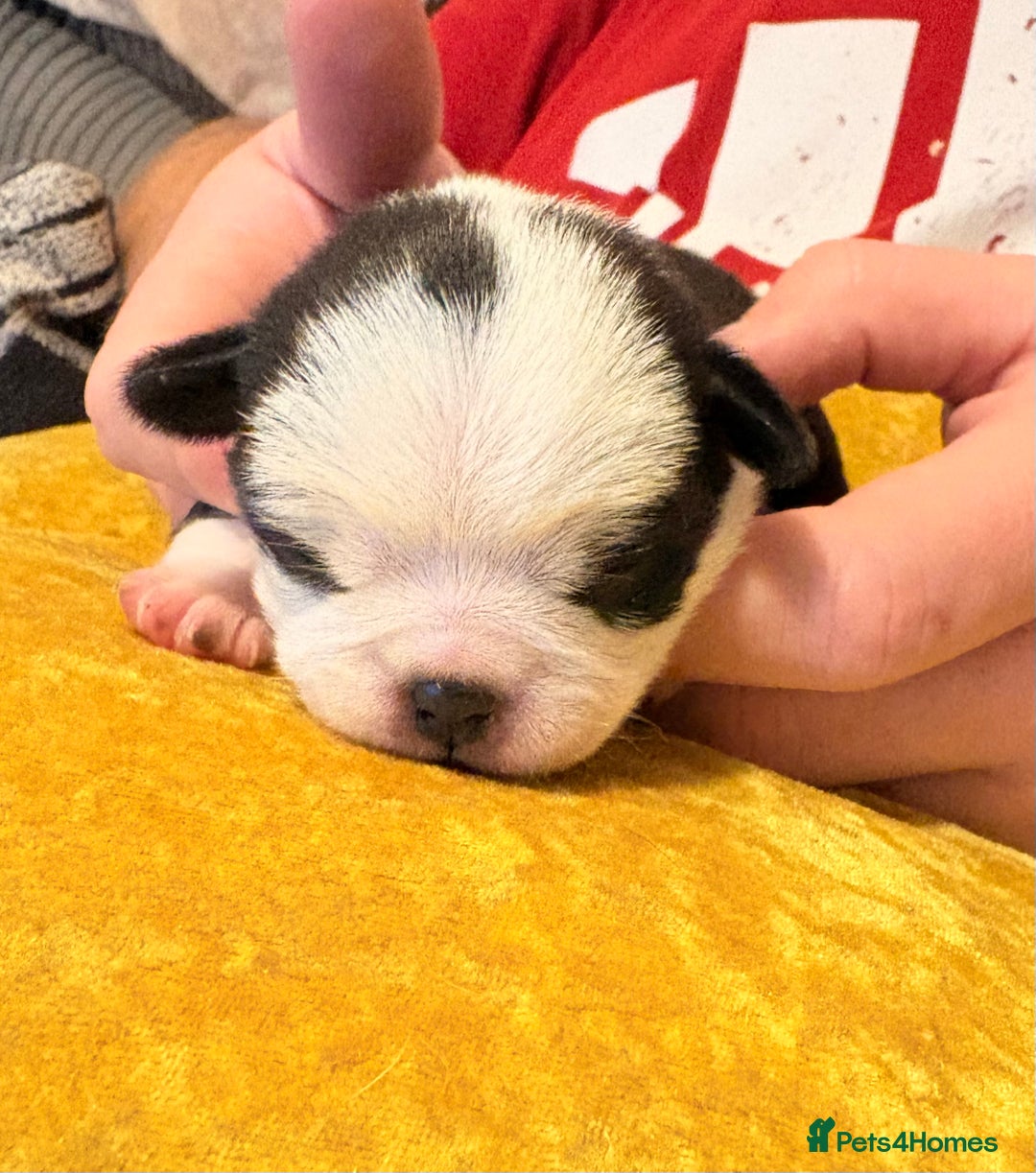Jug dogs for sale: Amazing Jug Puppies - Image 5