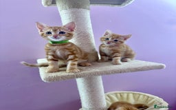 Mixed Breed cats for sale: READ INFO, 8 beautiful ginger kittens. - Image 6