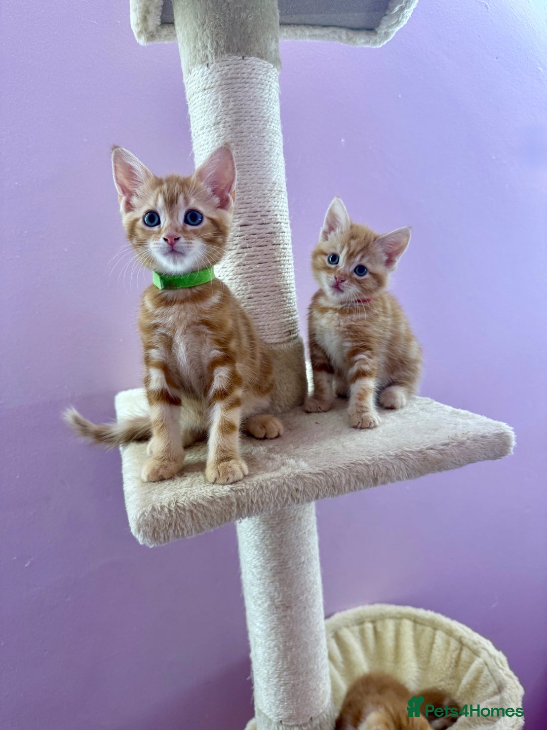 Mixed Breed cats for sale: READ INFO, 8 beautiful ginger kittens. - Image 6