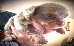 Miniature Dachshund dogs for sale: Stunning full pedigree Miniature Dachshunds  - Image 21