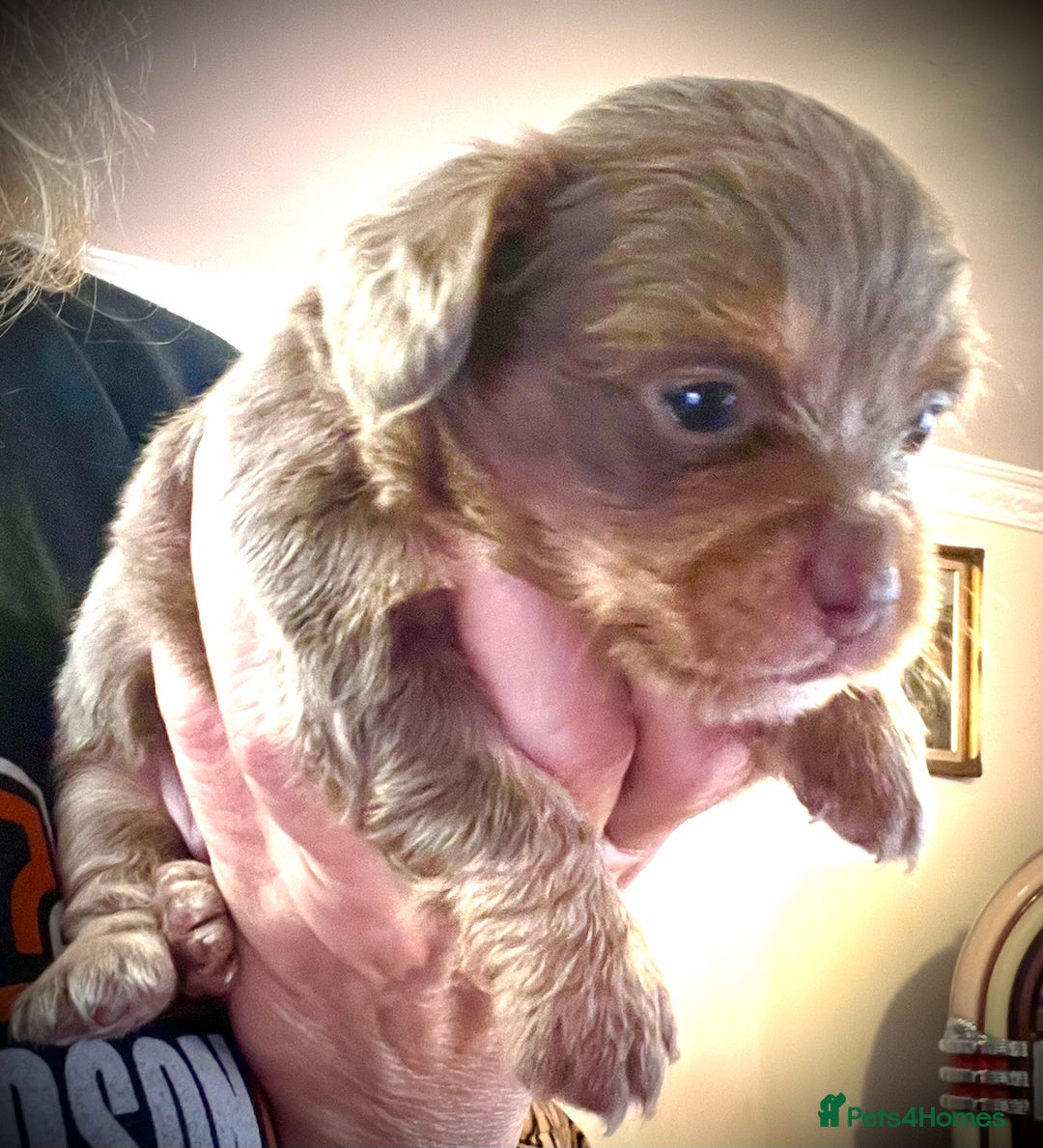 Miniature Dachshund dogs for sale: Stunning full pedigree Miniature Dachshunds  - Image 21