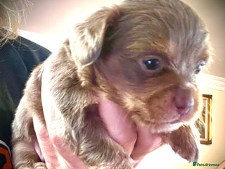 Miniature Dachshund dogs Stunning full pedigree Miniature Dachshunds - Advert 11