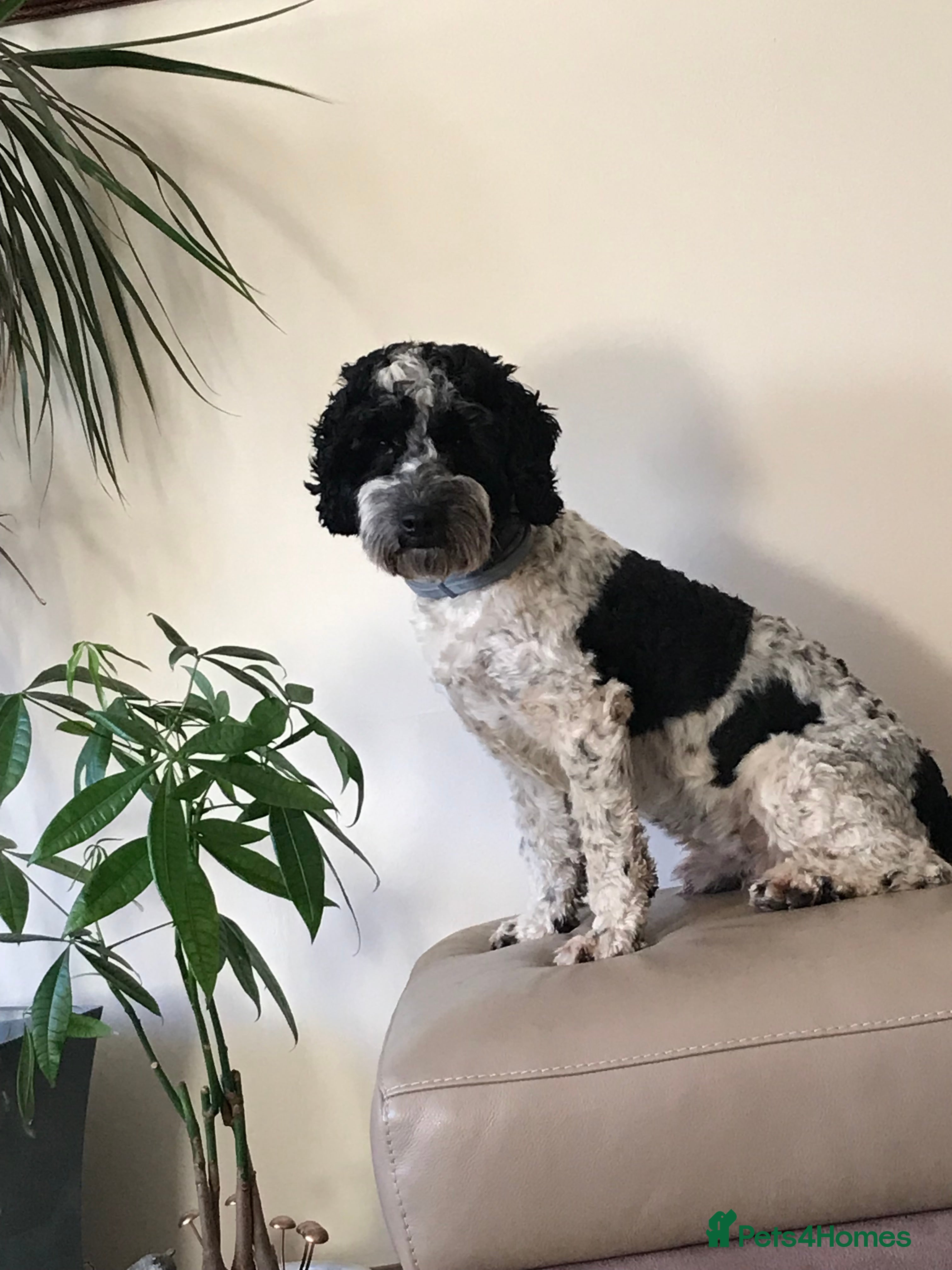 Cockapoo dogs Bertie the cockapoo available for stud - Advert 10