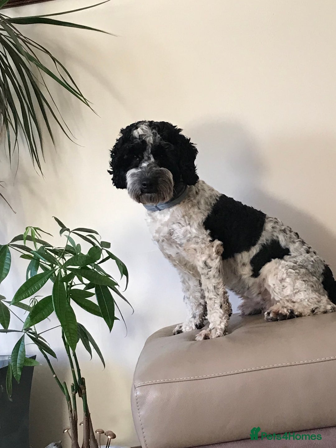 Cockapoo dogs for stud: Bertie the cockapoo available for stud - Advert 1