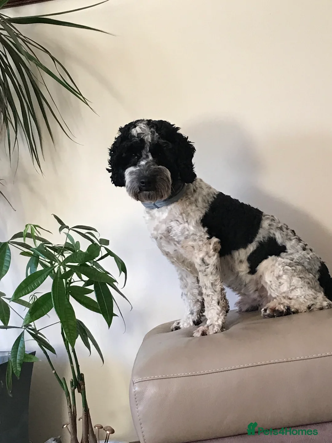 Cockapoo dogs for stud: Bertie the cockapoo available for stud - Advert 1