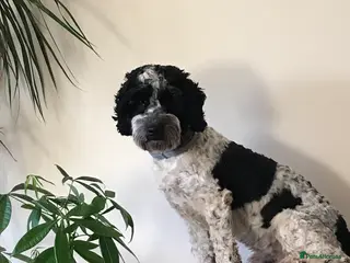 Cockapoo dogs Bertie the cockapoo available for stud - Advert 1