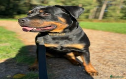 Rottweiler dogs for sale: Rottweiler puppies  - Image 21