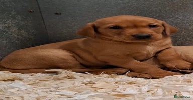 Labrador Retriever dogs Fox Red Labrador Puppies Girls Available 🌟 - Advert 2