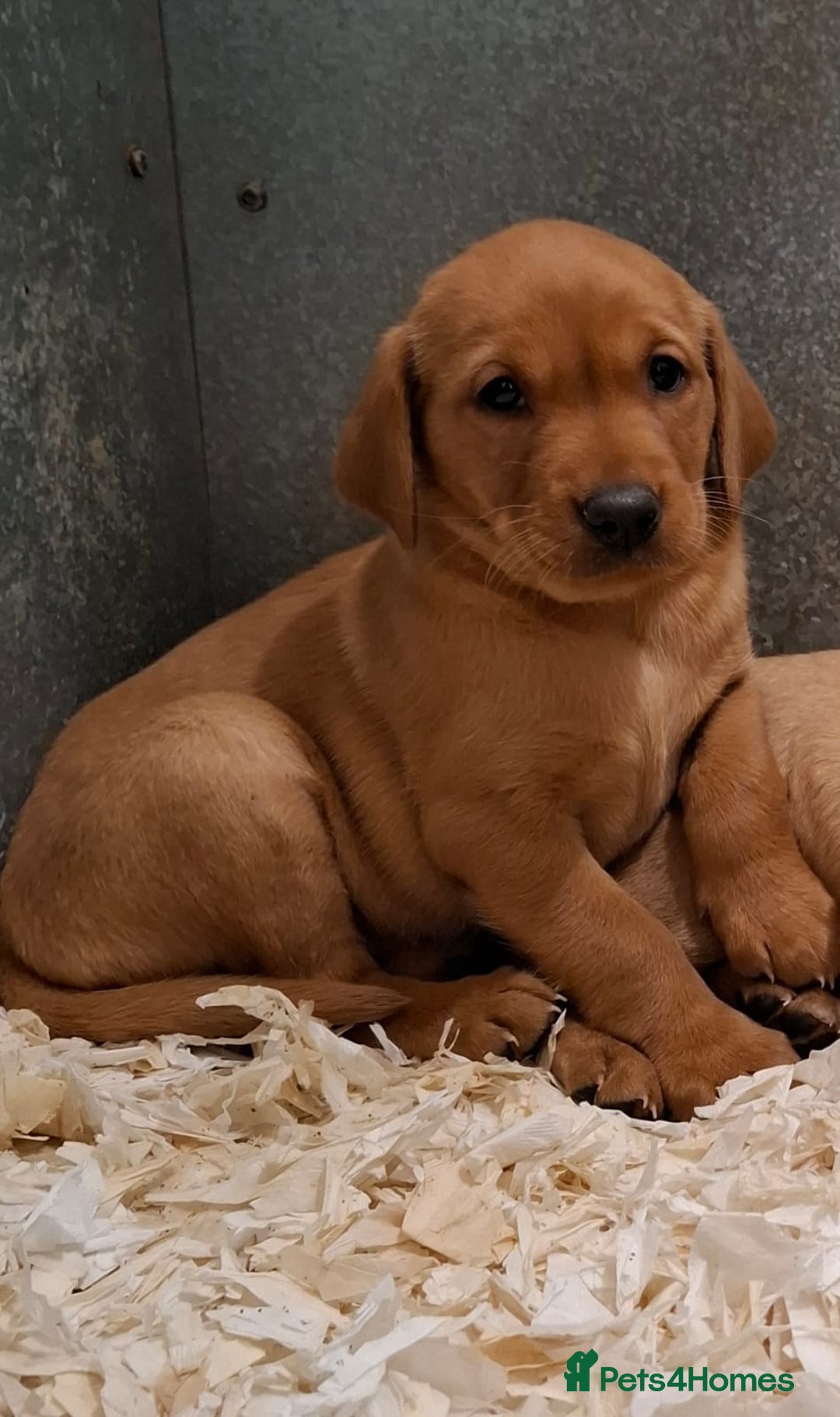 Labrador Retriever dogs for sale: Fox Red Labrador Puppies Girls Available 🌟 - Image 3