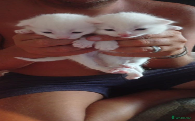 Persian cats - Advert 1