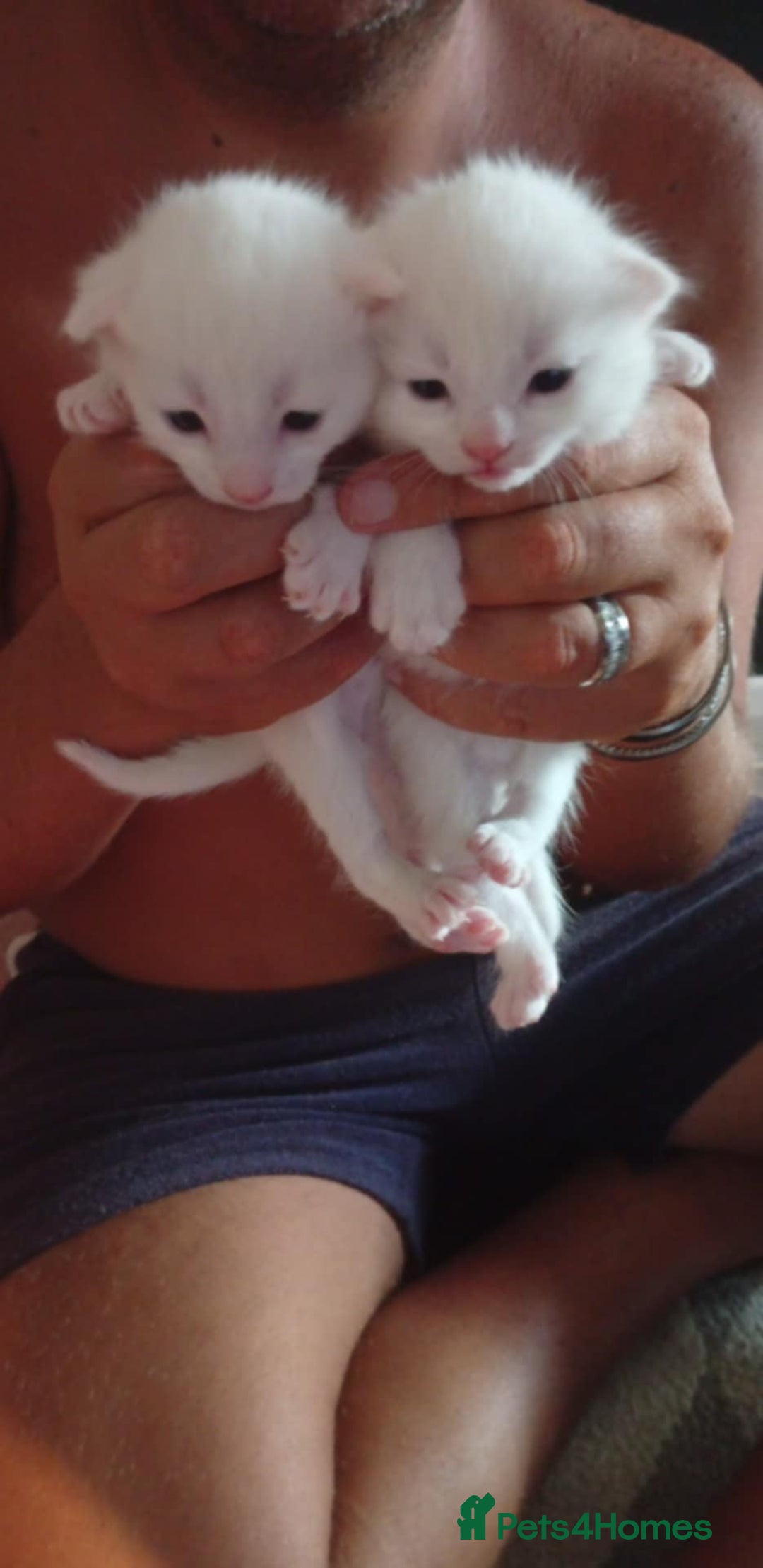 Persian cats for sale: Persian cross - Image 1