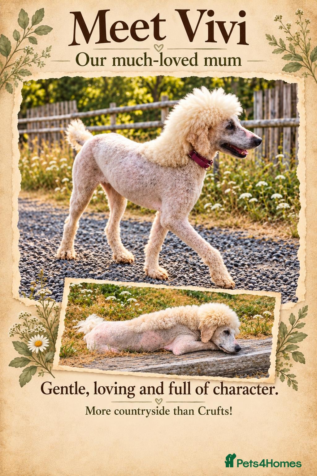 Standard Poodle dogs for sale: KC Registered Standard Poodles • Full of Character - Advert 2