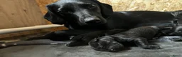 Springador dogs for sale: Beautiful F1BB Springador Puppies for Sale 🐾 - Advert 10