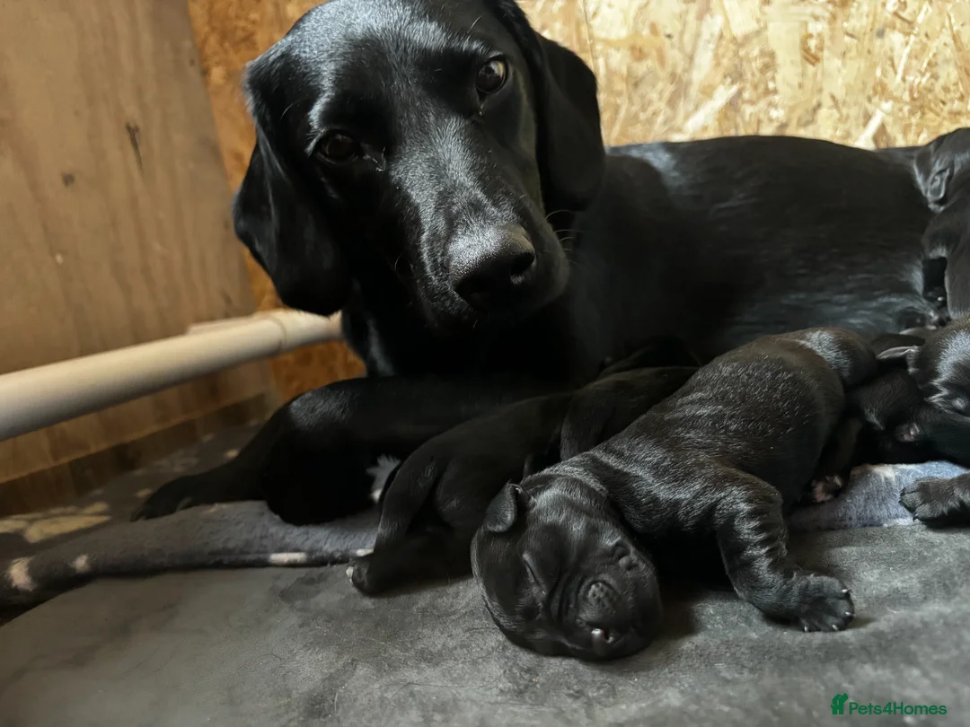 Springador dogs for sale: Beautiful F1BB Springador Puppies for Sale 🐾 - Advert 10