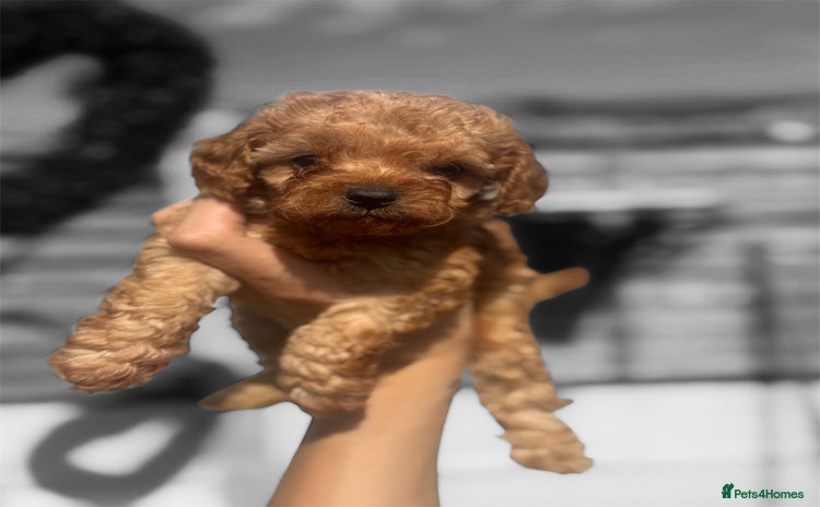 Cavapoo dogs - Advert 10