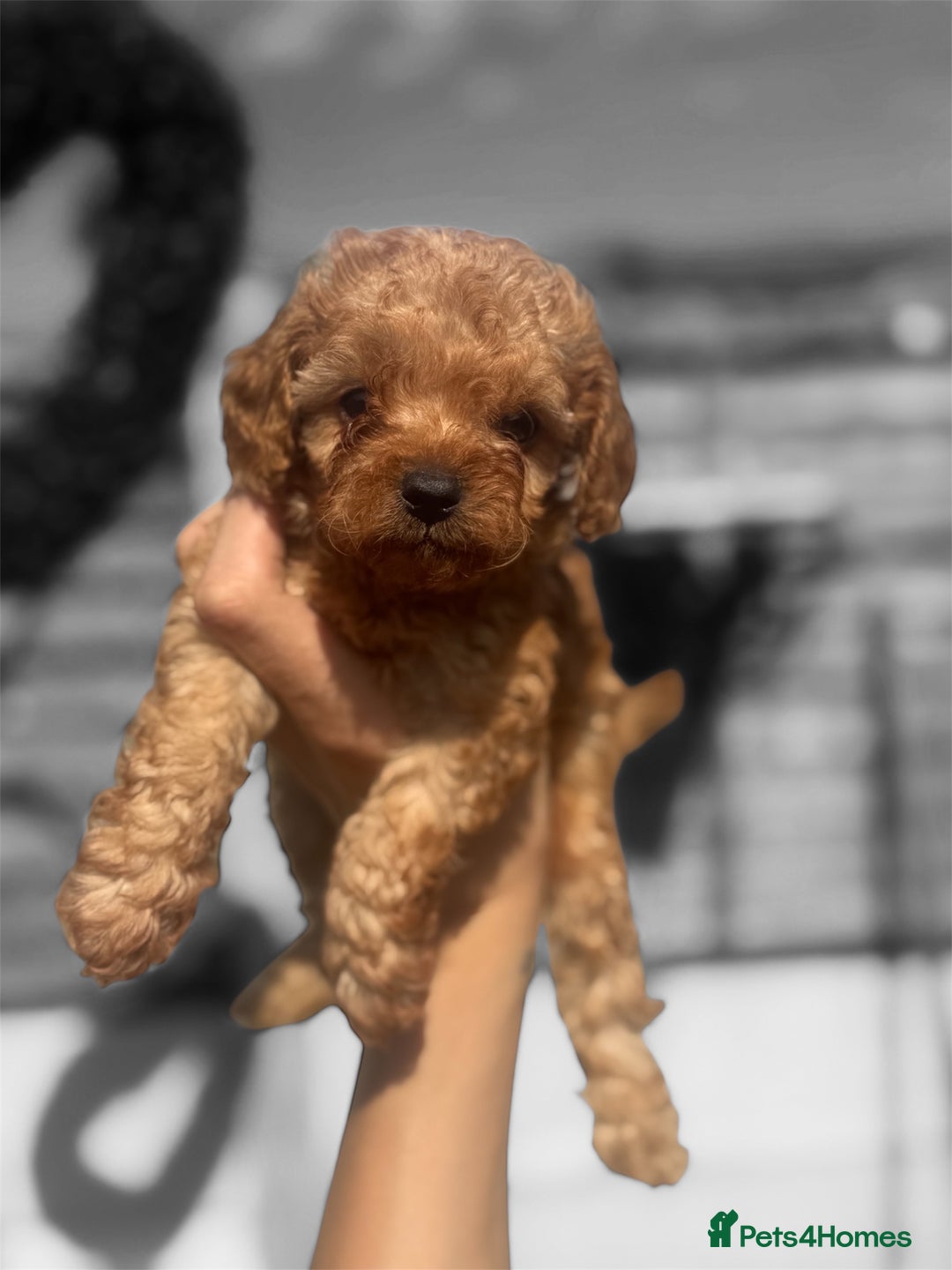 Cavapoo dogs for sale: Tiny Cavapoo puppies - Image 1