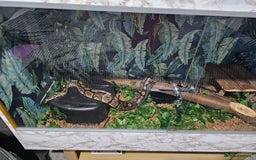 Python Snake reptiles for sale: Female royal ball python with full set up  - Image 2