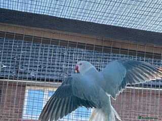 Ringnecks birds WHISTLING Ringneck - Advert 11