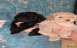 Toy Poodle dogs for sale: Two male health tested toy poodles - Image 1