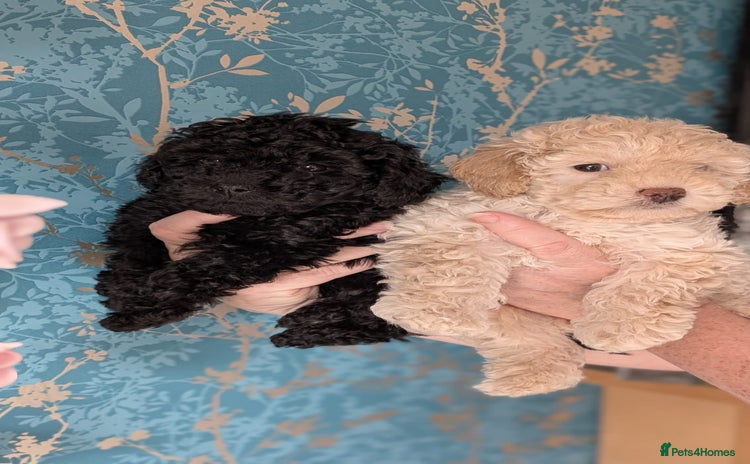 Toy Poodle dogs - Advert 14
