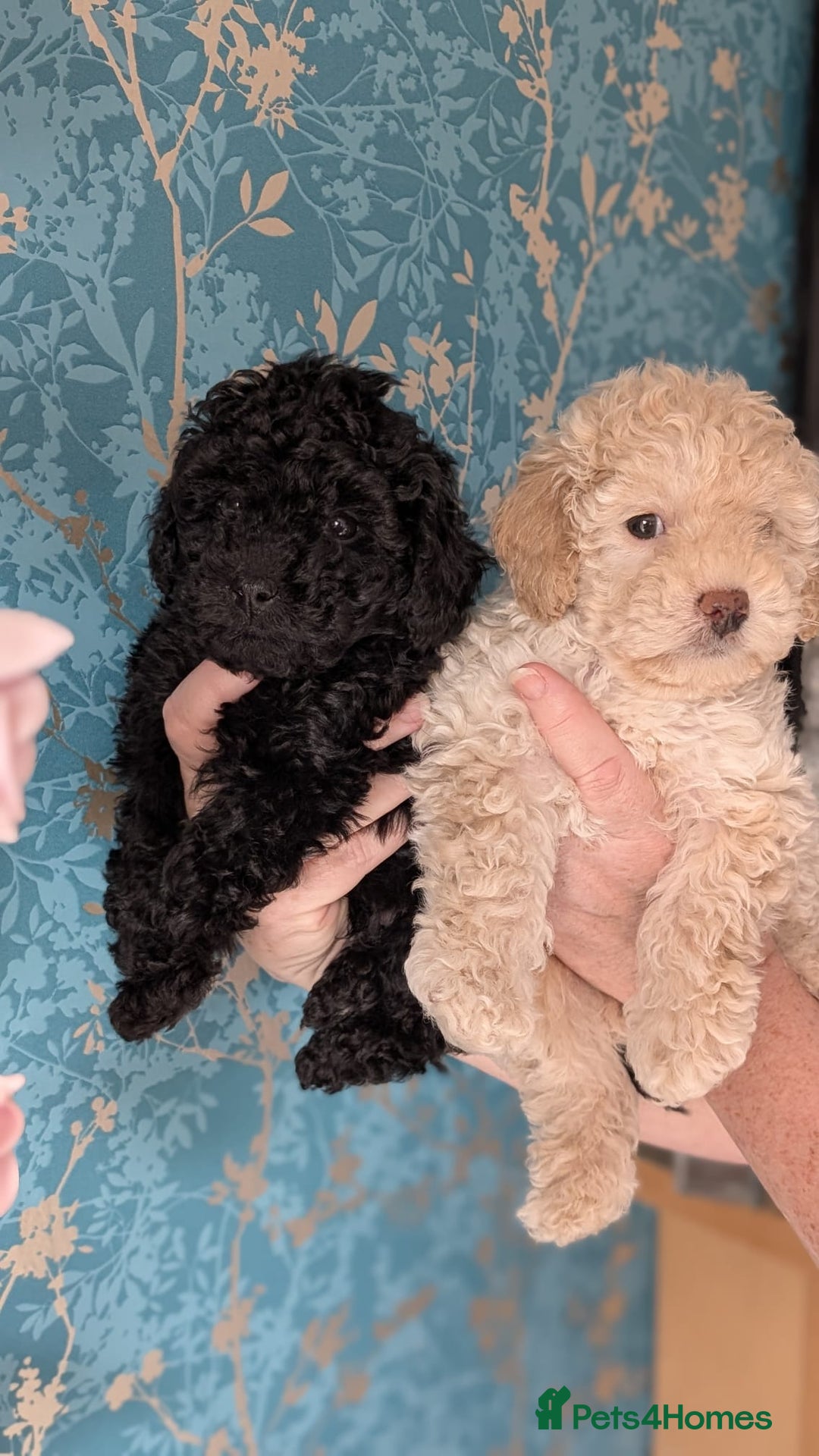 Toy Poodle dogs for sale: Two male health tested toy poodles - Image 1