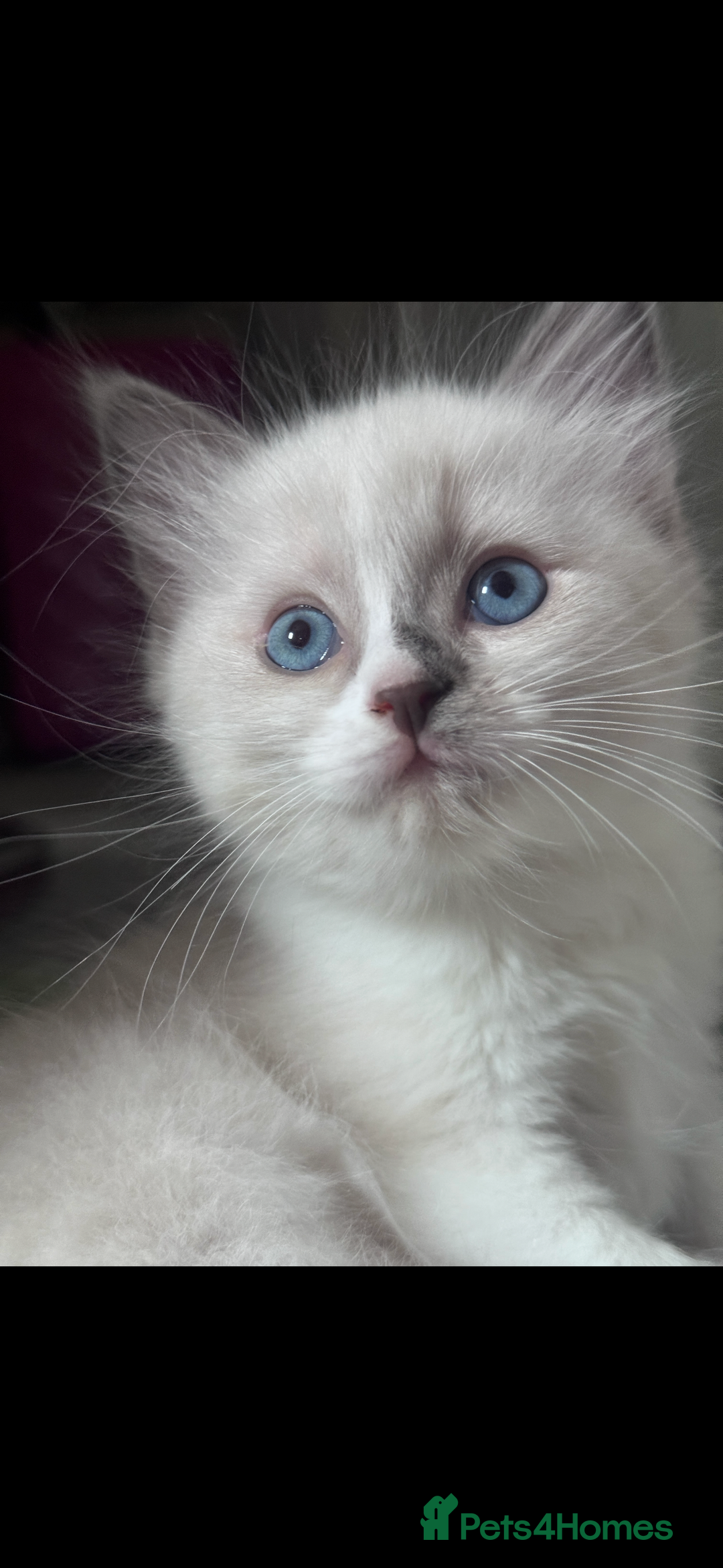 Ragdoll cats for sale: 2 female blue bicoloured ragdolls for sale🤍 - Image 5