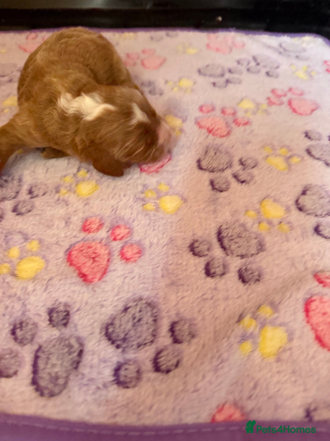 Cavapoo dogs for sale: F1 cavapoo puppies fully health tested - Advert 10