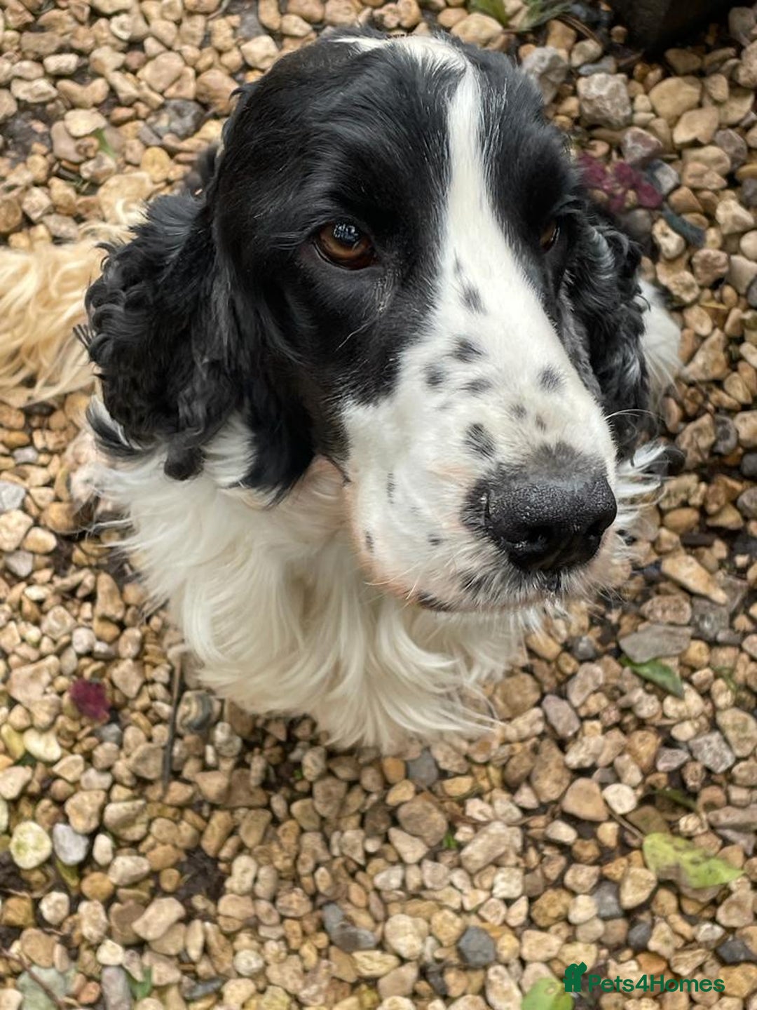 Cocker Spaniel dogs for stud: Harvey - Advert 4