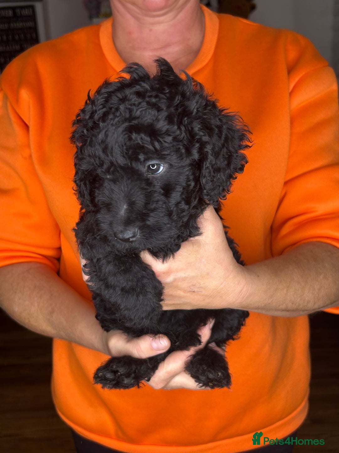 Cockapoo dogs for sale: ONLY 2  LEFT OUTSTANDING TINY MINITURE COCKAPOOS  - Image 22