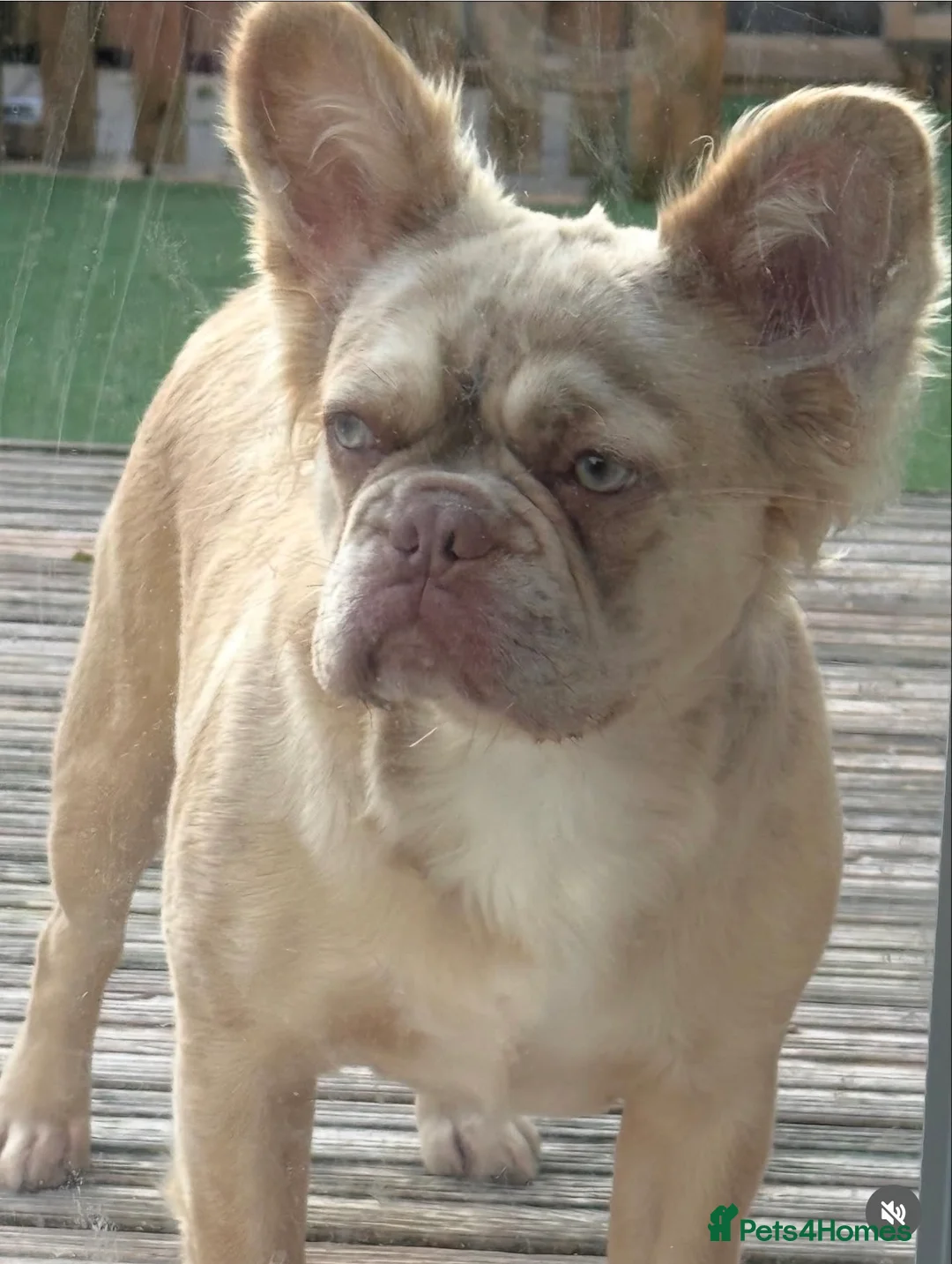 French Bulldog dogs for sale: Full fluffy frenchies  - Advert 2
