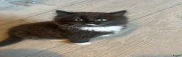 Mixed Breed cats for sale: Kittens - Advert 4