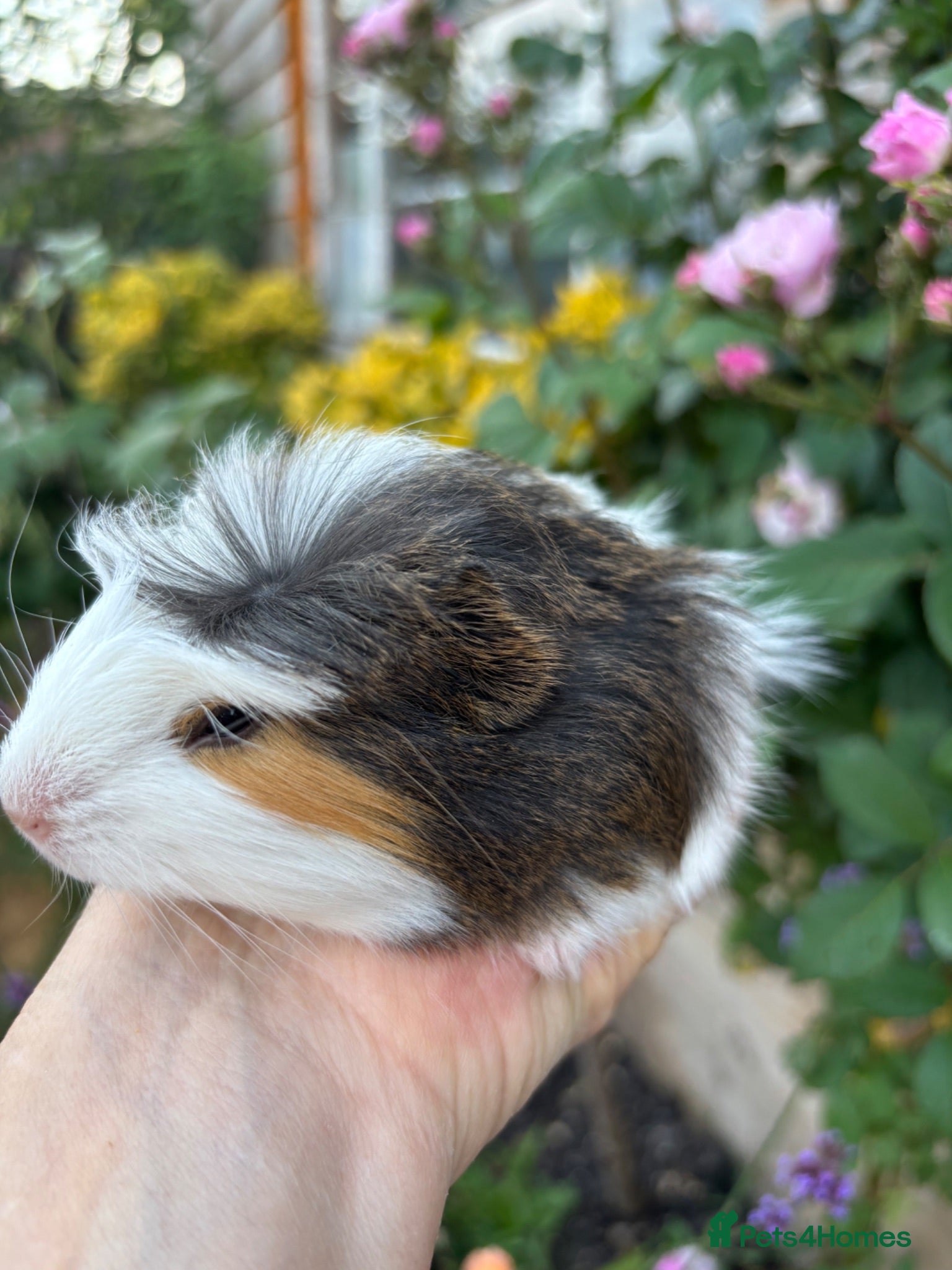 Guinea Pig rodents Gorgeous baby Guinea pigs for sale - Advert 18