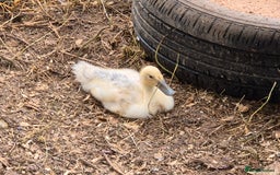 Ducks poultry for sale: Runner ducklings - Image 6