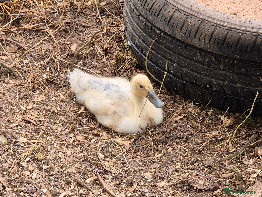 Ducks poultry for sale: Runner ducklings - Image 6