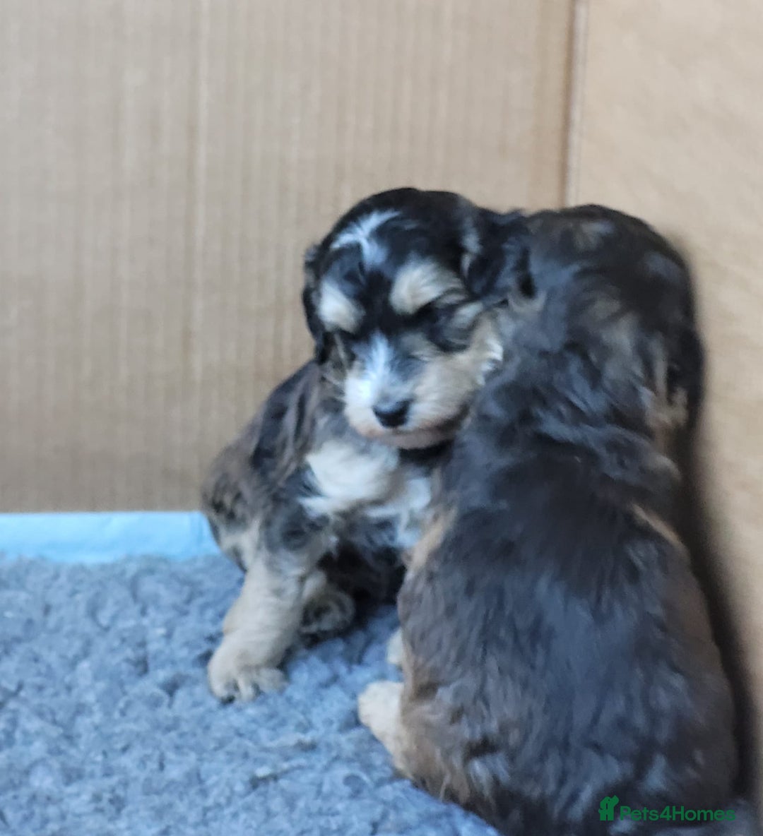 Cockapoo dogs for sale: Cockerpoo puppies for sale  - Advert 11