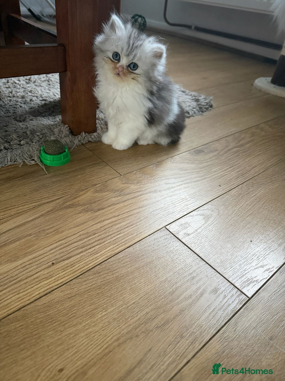Persian cats for sale: Persian kittens, 3 boys and 1 girl - Advert 10
