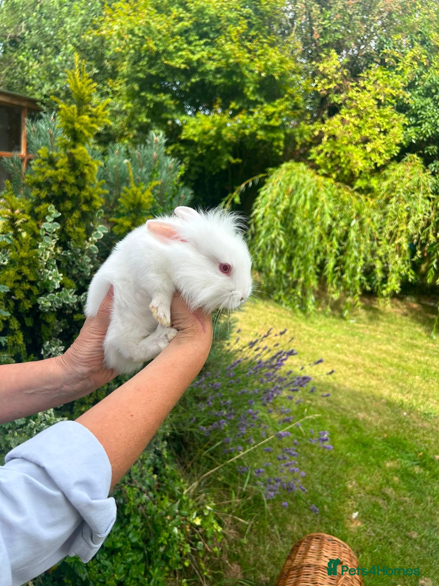 Mini Lion Lop rabbits Mini lion lop white with pink eyes - Advert 1