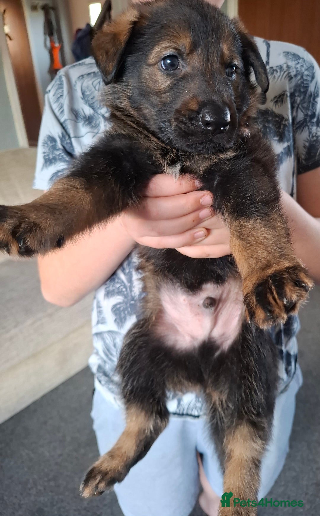 German Shepherd dogs for sale: Beautiful German shepherd puppies  - Advert 3
