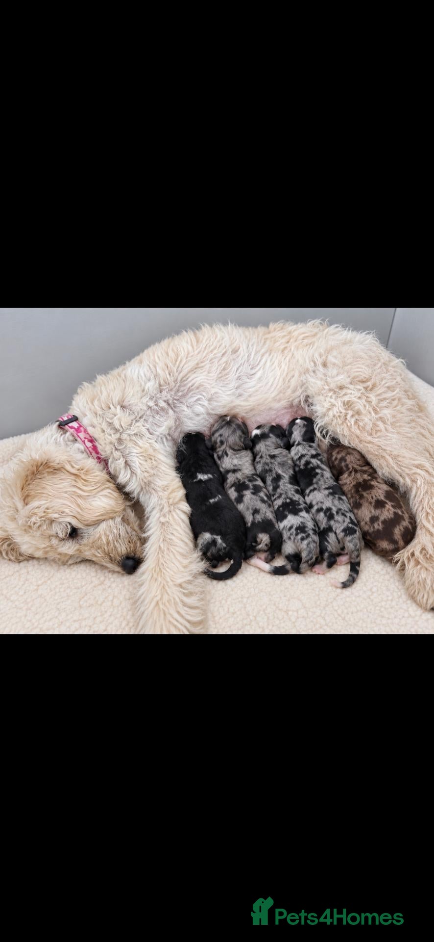 Labradoodle dogs Unique Multigen🧸 Merle&Tan Teddybear Labradoodles - Advert 1