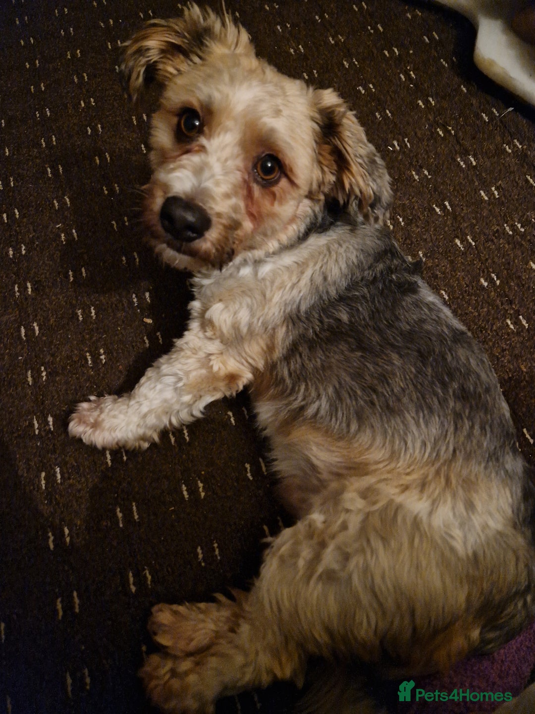 Shorkie dogs for sale: Ollie - Advert 2