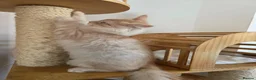 Maine Coon cats for sale: Two beautiful Maine Coon kittens - Advert 9