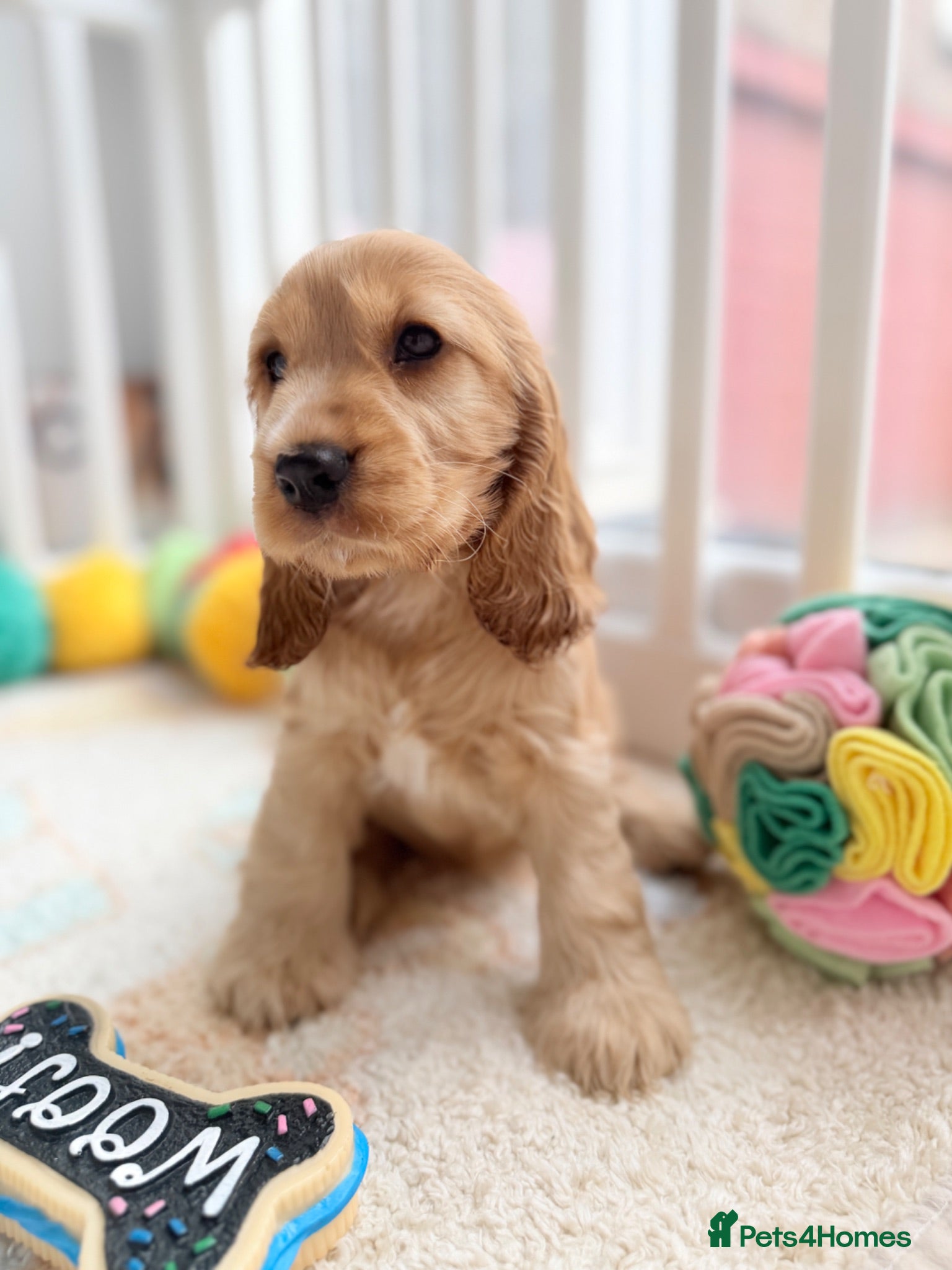 Cocker Spaniel dogs Champion Bloodline KC Show Cocker Spaniel Puppies  - Advert 2