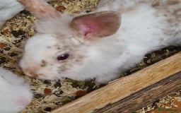 Mini Lion Lop rabbits for sale: 3 males left - Image 2