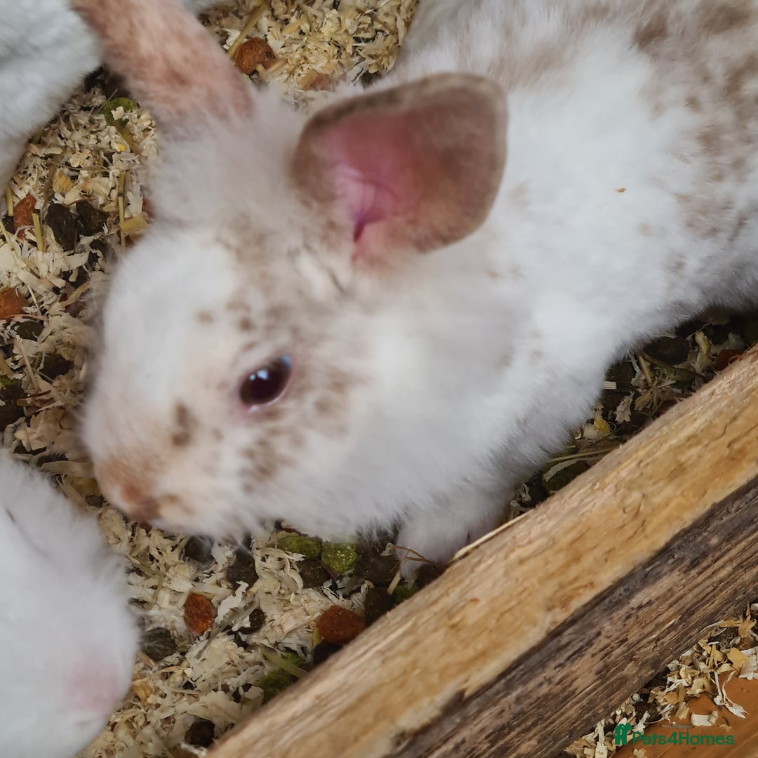 Mini Lion Lop rabbits for sale: 3 males left - Image 2