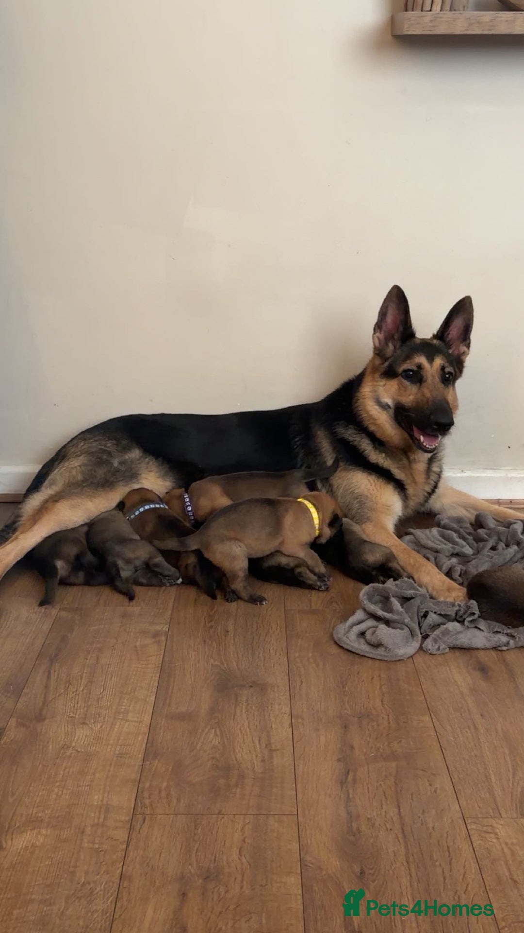 Mixed Breed dogs for sale: Shepinios puppies  - Advert 1